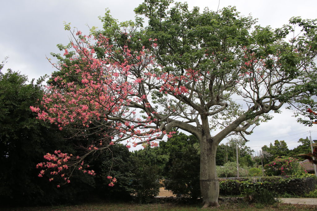 伊是名酒造　トックリキワタ